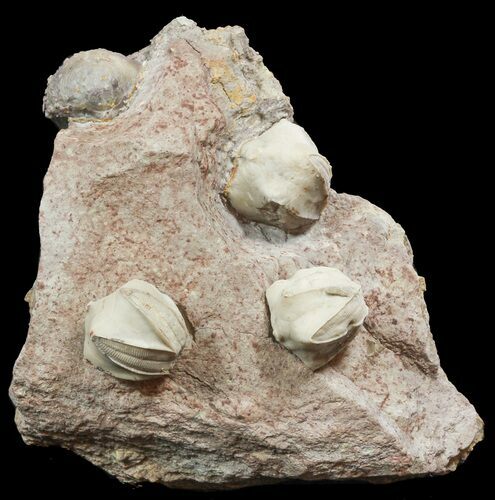 Multiple Blastoid (Pentremites) Fossil - Illinois #48669